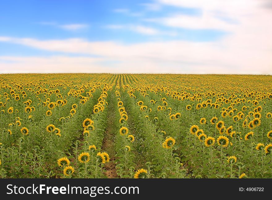 Colorful blue sky with cloudscape against the field full of sunflowers. Colorful blue sky with cloudscape against the field full of sunflowers.