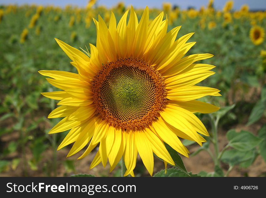 Close up of a sunflower isolated from a field full of sunflowers. Close up of a sunflower isolated from a field full of sunflowers.