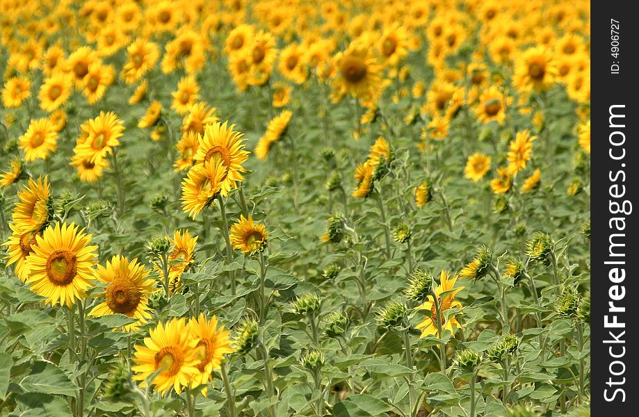 Close view on a field full of colorful sunflowers.
