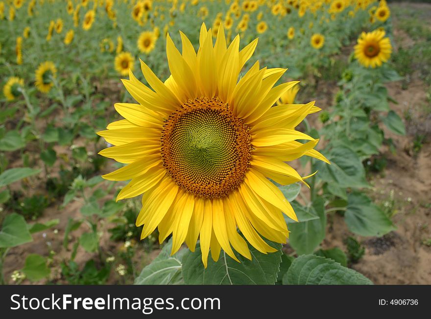 Sunflower isolated from field