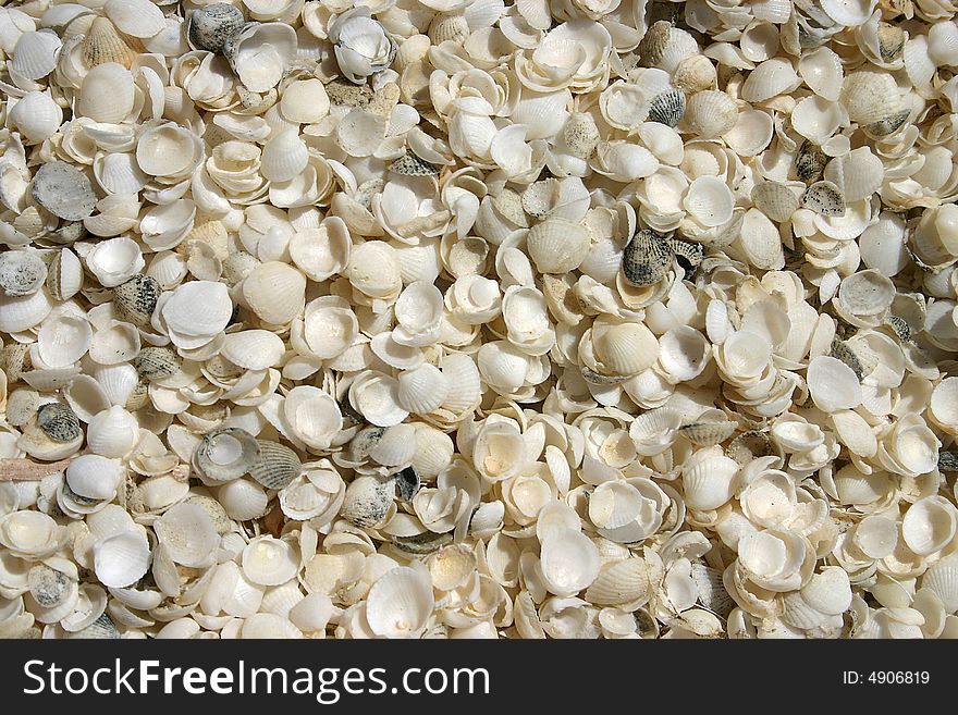 Close shot of a heap full of small shells. Close shot of a heap full of small shells.