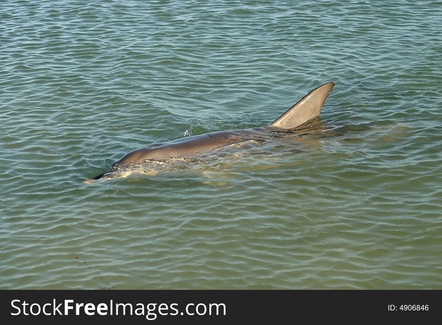 Shot of a dolphin swimming on the surface of the ocean water. Australia