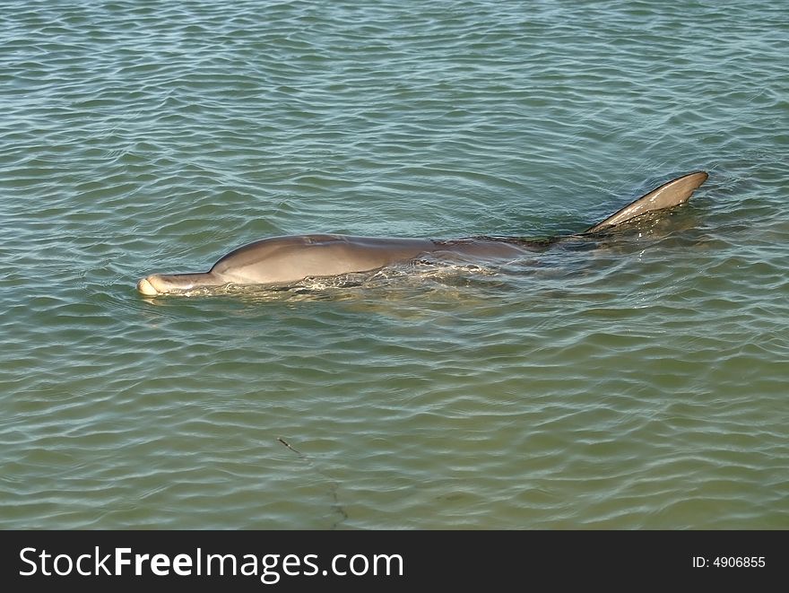 Shot of a dolphin peeking out from the surface of the ocean water. Australia