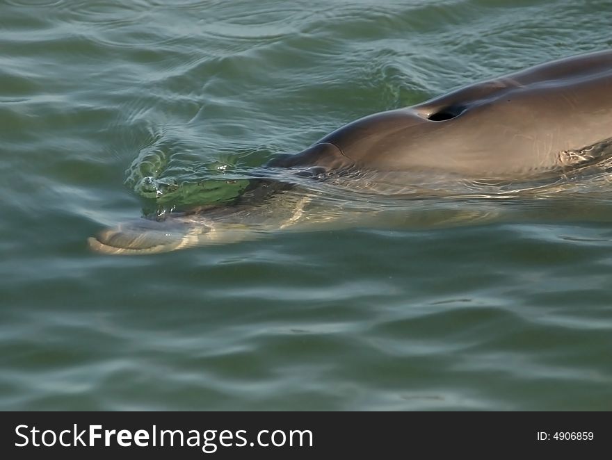 Close shot of a dolphin swimming on the surface of the ocean water. Australia