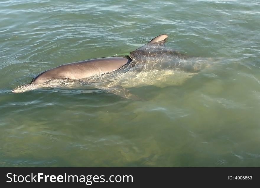 Close shot of a dolphin peeking out from the surface of the ocean water. Australia