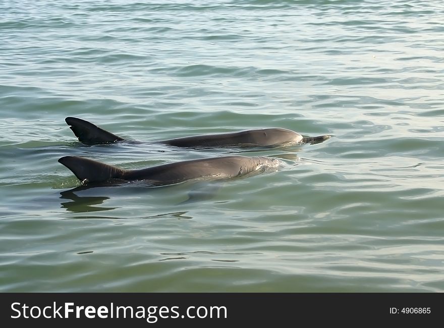 Shot of two dolphins swimming on the surface of the ocean water. Australia