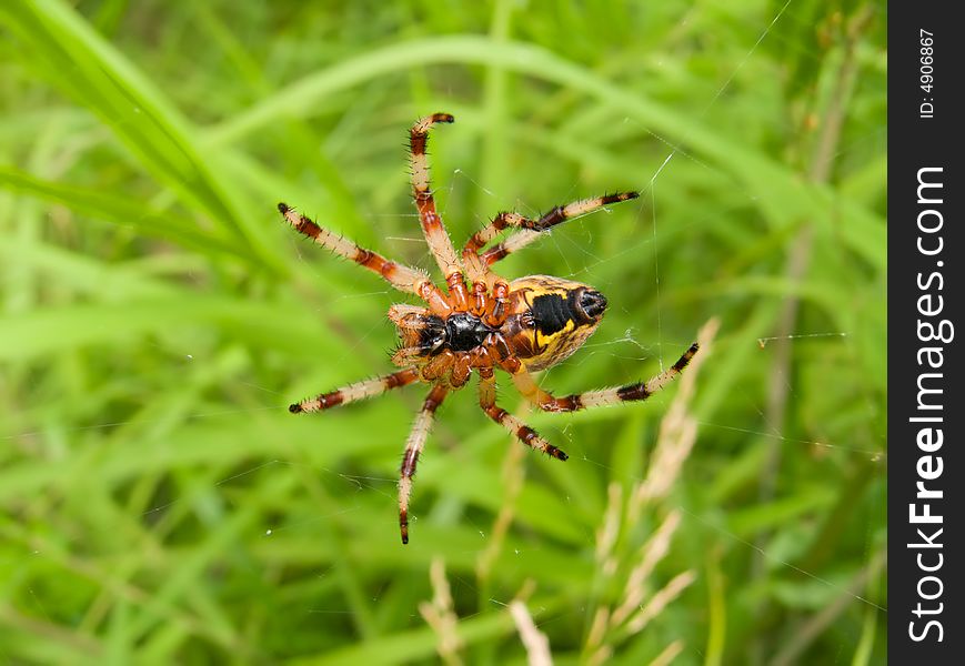 Spider 38