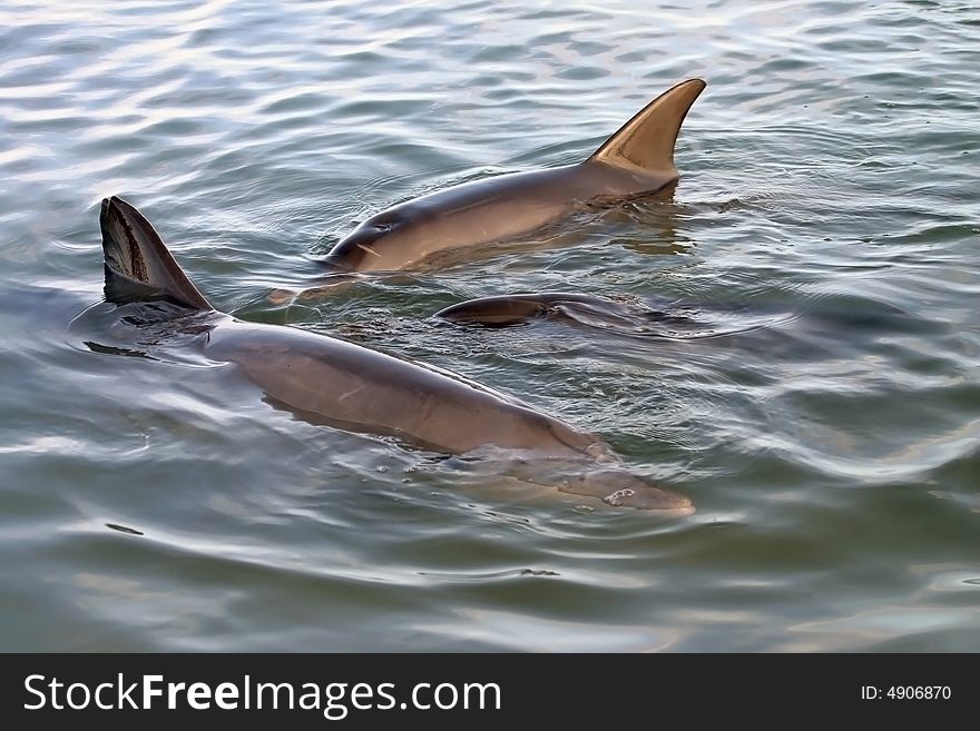 Shot of a dolphin family swimming on the surface of the ocean water. Australia. Shot of a dolphin family swimming on the surface of the ocean water. Australia