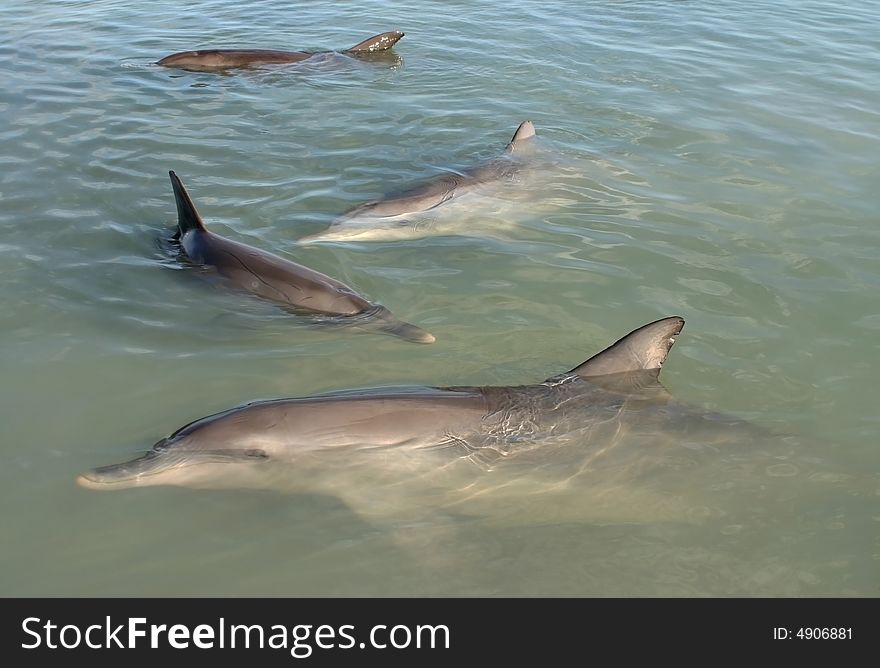Shot of four dolphins swimming in the shoal ocean water. Australia