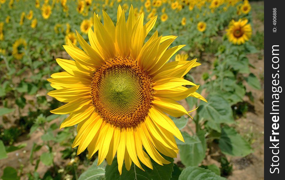 Close shot of a sunflower with field in background. Close shot of a sunflower with field in background.