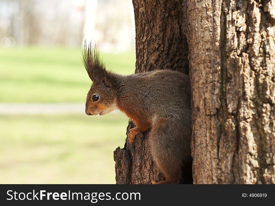 Curious red squirrel on a tree