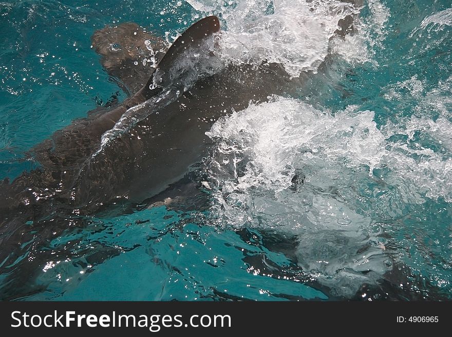 Close shot of a splashing water from a shark attack. Blue hole, Belize