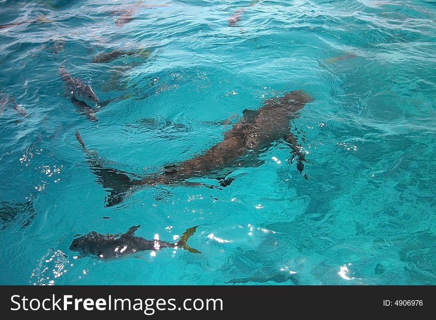 Sharks swimming in turquoise ocean water.  Blue hole, Belize. Sharks swimming in turquoise ocean water.  Blue hole, Belize