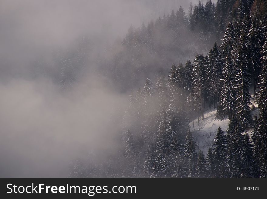 Cloud creeping up a mountain covering the fir trees. Cloud creeping up a mountain covering the fir trees