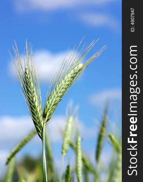 Spikes of wheat in the Spring