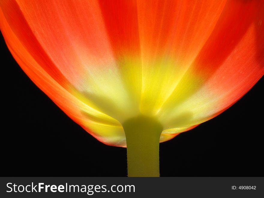 A red-orange tulip head and part of the stem against a black background. Shot from below and cropped. A red-orange tulip head and part of the stem against a black background. Shot from below and cropped.
