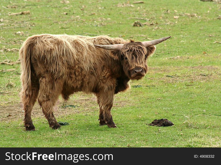 A Highland cow in a green field. A Highland cow in a green field