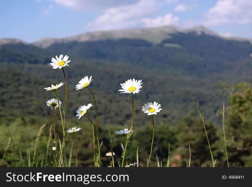 Camomile flowers on the background mountains. Camomile flowers on the background mountains