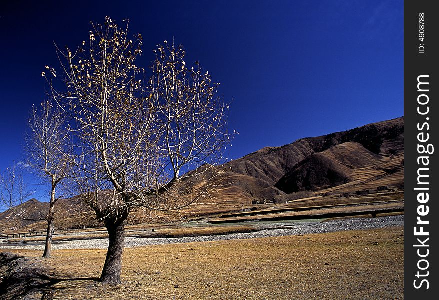 Trees live in the plain,winter season