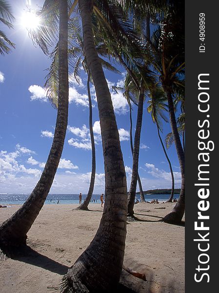 Landscape with bended palms against sun