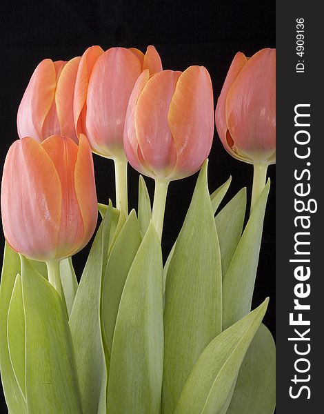 Tulips are also used as messengers of spring means