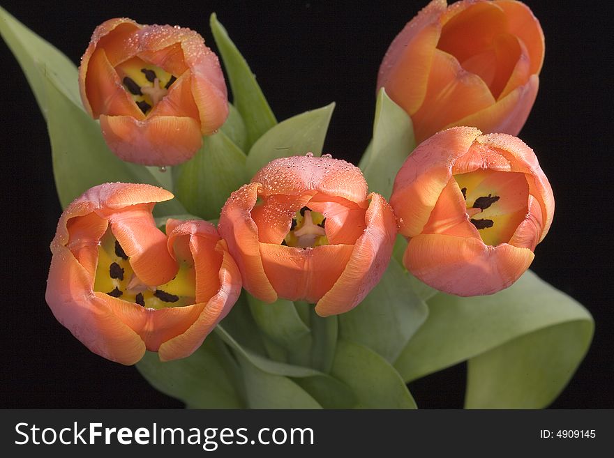 Tulips are also used as messengers of spring means