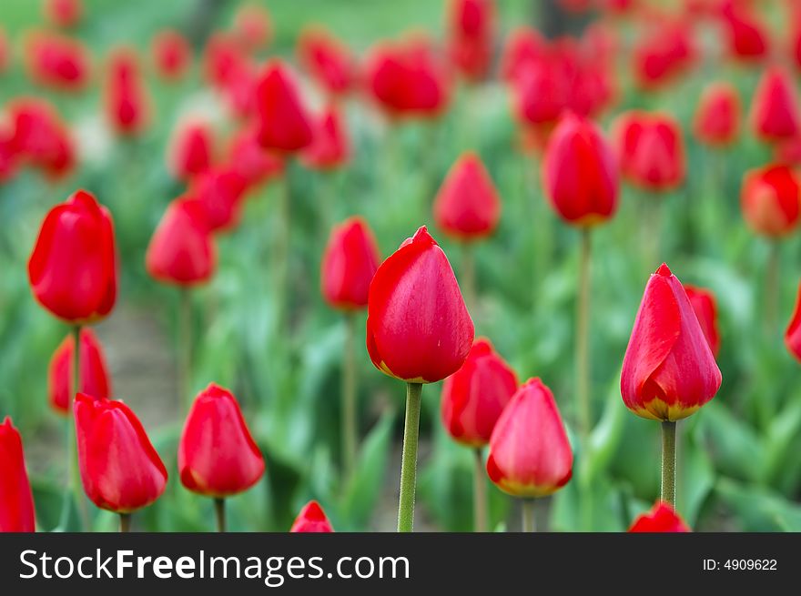 Red tulips waiting for bloom