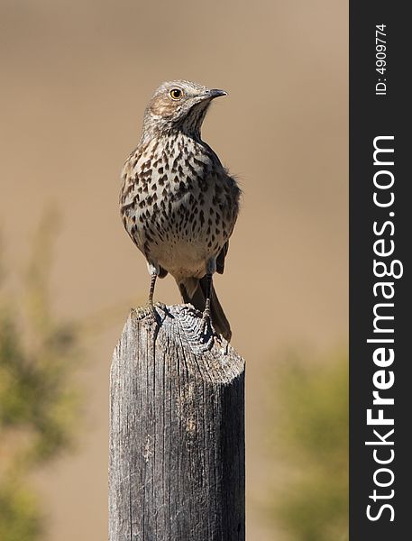 Sage Thrasher at Guadalupe Mountains National Park