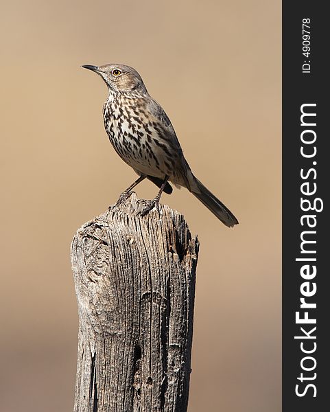 Sage Thrasher at Guadalupe Mountains National Park
