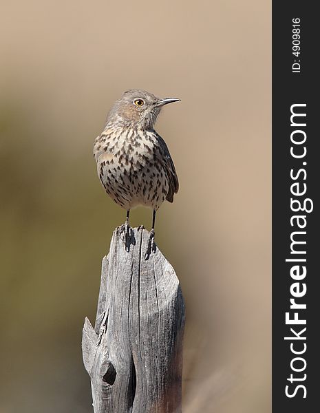 Sage Thrasher at Guadalupe Mountains National Park