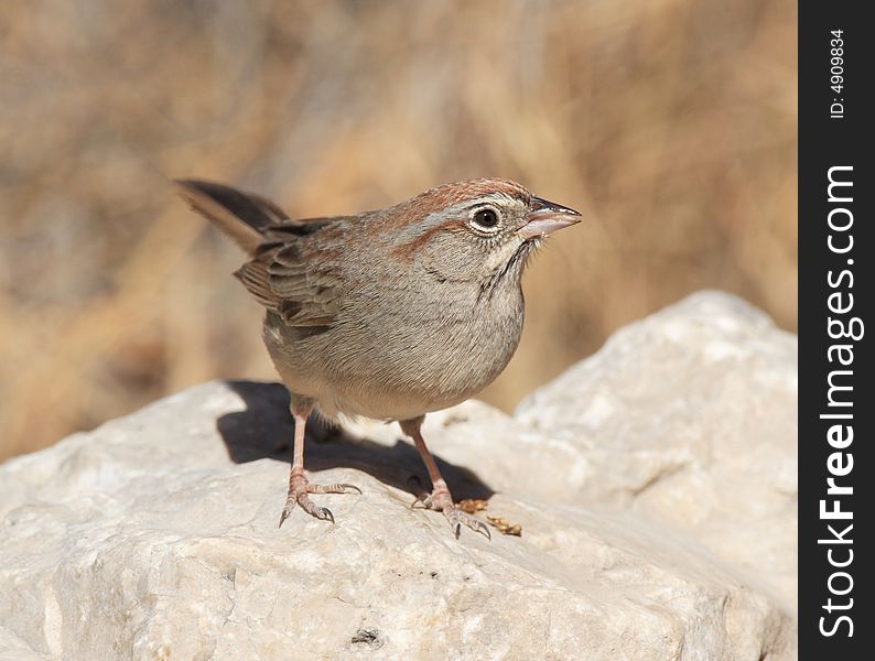 Rufous-Crowned Sparrow at Guadalupe Mountains National Park