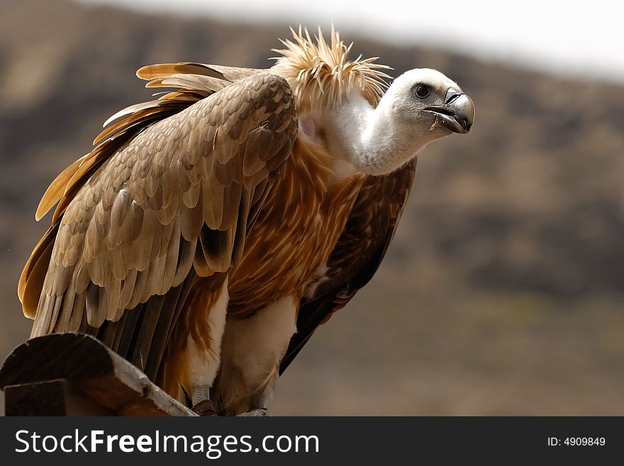 Young griffon is resting while looking down.