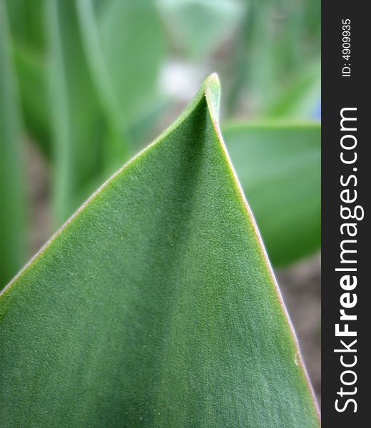 Close-up photo of the leaf