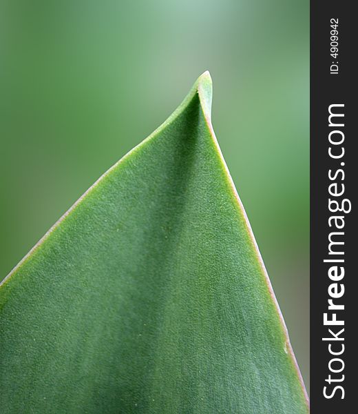 Close-up photo of the leaf