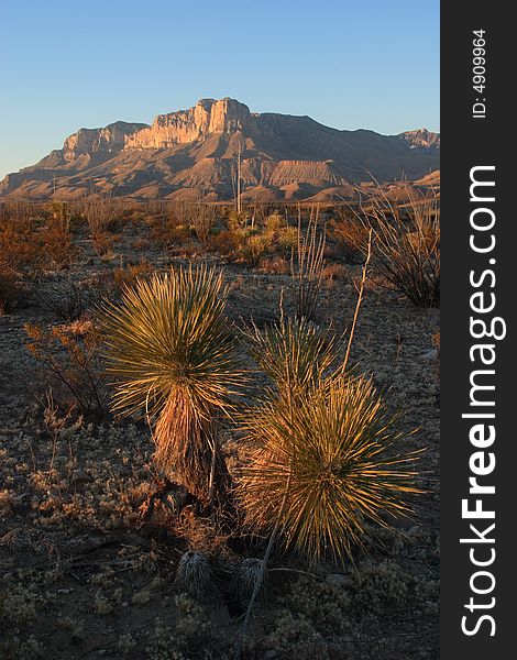 Yucca and El Capitan at sunset - Guadalupe Mountains National Park