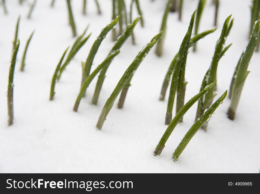 The Plants in snow. Dripped water on herb