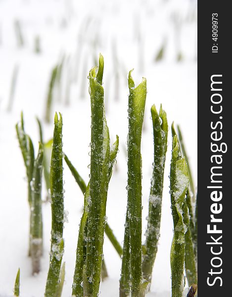 Plants in snow