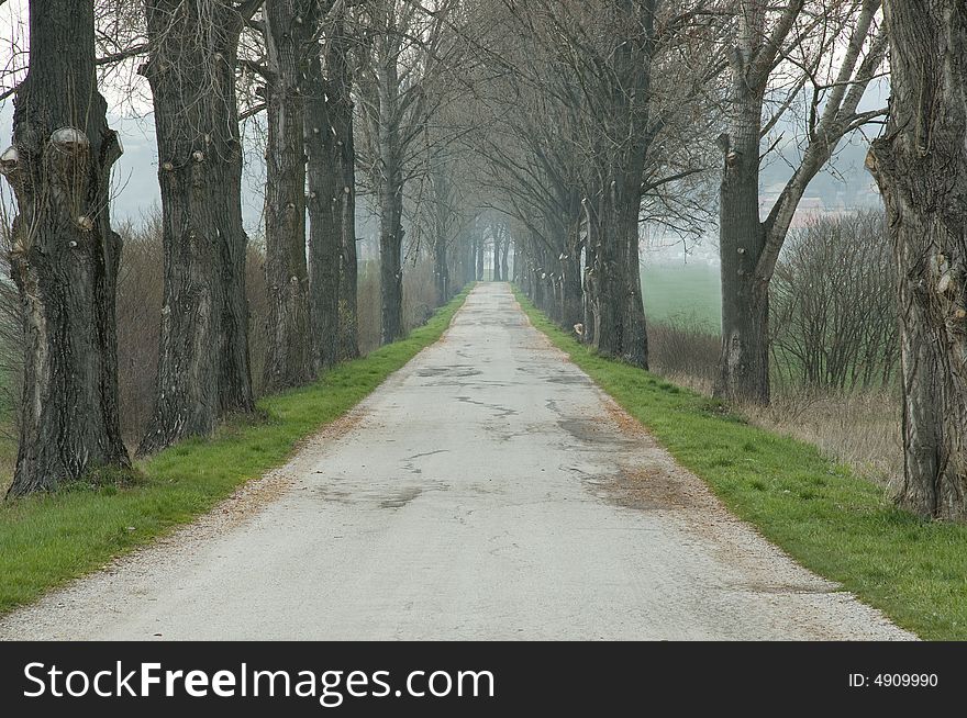 Alley of trees near the countryside road. Alley of trees near the countryside road