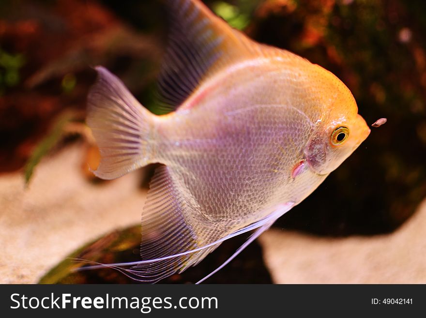 Fish behind the glass stalking prey