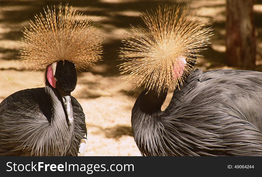 two grey crowned crane &x28;Balearica pavonina&x29