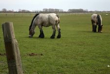 Horses On Pasture Stock Image Horses On Pasture Stock Image