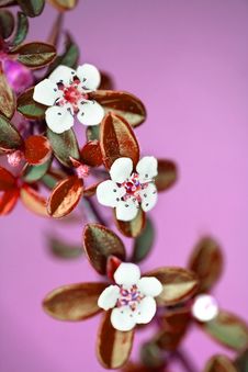 Small Branch Of White Flowers And Pink Background Stock Photography Small Branch Of White Flowers And Pink Background Stock Photography