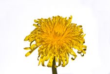 Dandelion Flower Stock Photography Dandelion Flower Stock Photography
