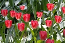 Red Tulips Royalty Free Stock Photo Red Tulips Royalty Free Stock Photo