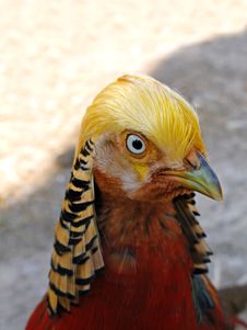 Gold Pheasant Stock Photos Gold Pheasant Stock Photos