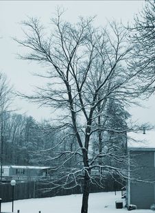 Tree With White Branches Stock Photos Tree With White Branches Stock Photos