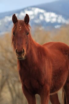 Quarter Horse Stock Images