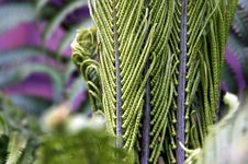 Fern Stock Photo Fern Stock Photo