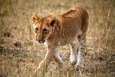 Lion Cub Walking Through The Grass Royalty Free Stock Photography