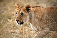 Lion Cub Walking Through The Grass Stock Images